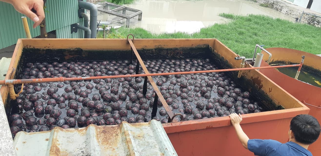 lắp đặt giá thể vi sinh dạng cầu trong bể